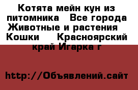 Котята мейн-кун из питомника - Все города Животные и растения » Кошки   . Красноярский край,Игарка г.